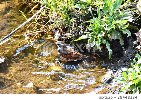 東京都三鷹市の野鳥 仙川浅瀬に立つツグミ 東京都三鷹市の野鳥 仙川浅瀬に立つツグミ 29448334