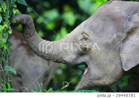 ボルネオゾウ ボルネオゾウ 29448781