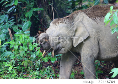 ボルネオゾウ 29448784