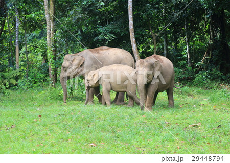 ボルネオゾウ 29448794
