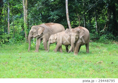 ボルネオゾウ 29448795