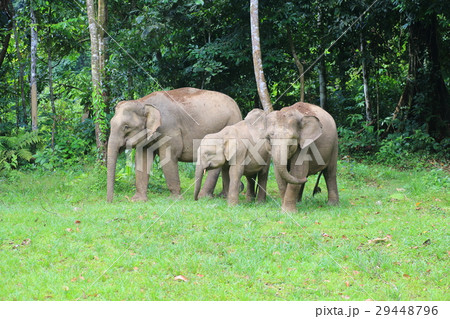 ボルネオゾウ 29448796