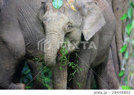 ボルネオゾウ 29448802