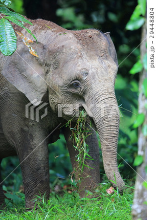 ボルネオゾウ 29448804