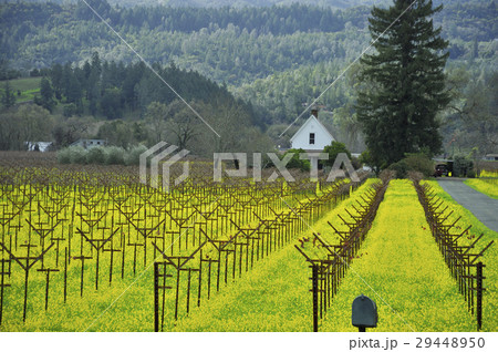 ブドウ畑 ブドウ畑 29448950