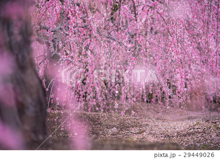 鈴鹿の森庭園 鈴鹿の森庭園 29449026