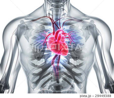 3D illustration of Heart, medical concept. 3D illustration of Heart, medical concept. 29449388