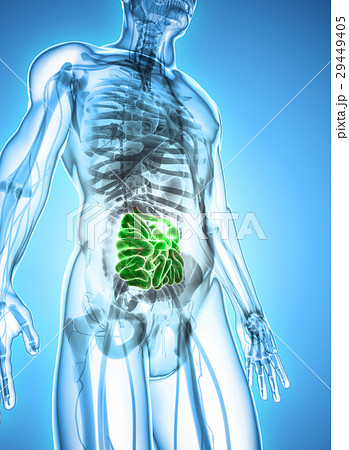 3D illustration of Small Intestine. 29449405