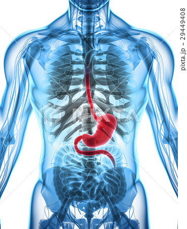3D illustration of Stomach. 3D illustration of Stomach. 29449408
