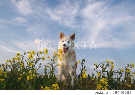 笑顔で座っている犬と菜の花 29449682