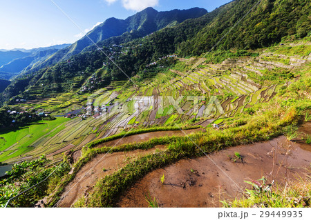 Rice terraces 29449935
