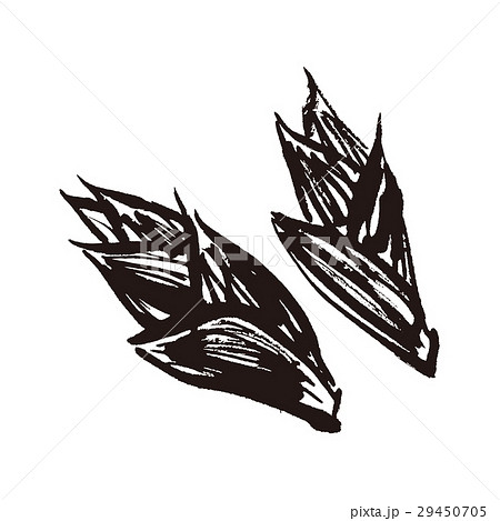 茗荷 みょうが 水彩画 手描きのイラスト素材