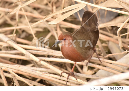 【野鳥】茂みを歩くヒクイナ 29450724
