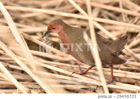 【野鳥】茂みを歩くヒクイナ 【野鳥】茂みを歩くヒクイナ 29450725