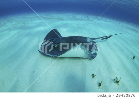 アカエイ 29450876