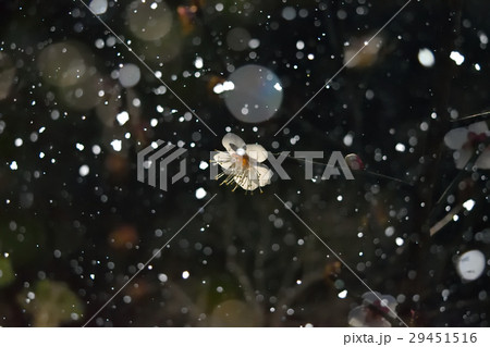 雪模様の梅 29451516