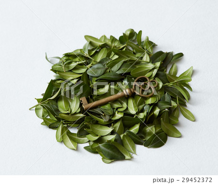 Green leaves with key Green leaves with key 29452372