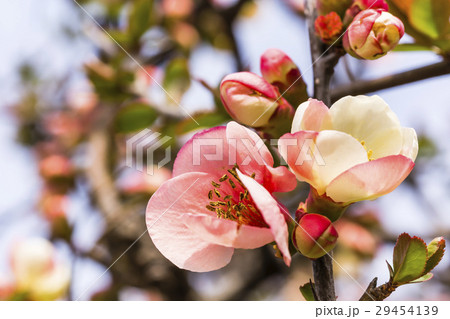 春の庭木 満開のボケの花 春の庭木 満開のボケの花 29454139