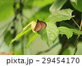 Euploea eunice マルバネルリマダラ Euploea eunice マルバネルリマダラ 29454170