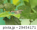 オオゴマダラ  Idea leuconoe オオゴマダラ  Idea leuconoe 29454171