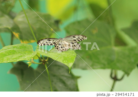 オオゴマダラ Idea leuconoe オオゴマダラ Idea leuconoe 29454171