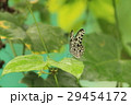 オオゴマダラ  Idea leuconoe オオゴマダラ  Idea leuconoe 29454172