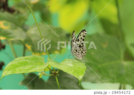 オオゴマダラ　 Idea leuconoe 29454172