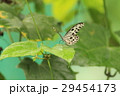 オオゴマダラ  Idea leuconoe オオゴマダラ  Idea leuconoe 29454173