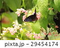Euploea eunice マルバネルリマダラ Euploea eunice マルバネルリマダラ 29454174
