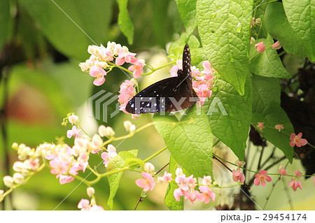 Euploea eunice マルバネルリマダラ 29454174