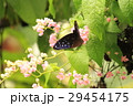 Euploea eunice マルバネルリマダラ Euploea eunice マルバネルリマダラ 29454175