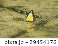 Appias lyncida リンキダトガリシロチョウ Appias lyncida リンキダトガリシロチョウ 29454176