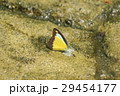 Appias lyncida リンキダトガリシロチョウ Appias lyncida リンキダトガリシロチョウ 29454177
