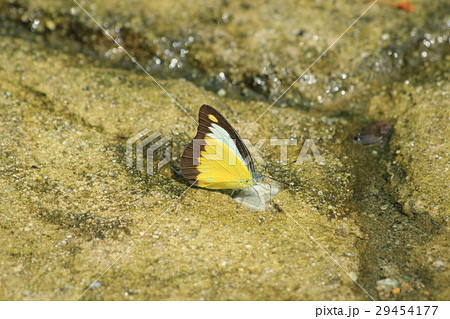Appias lyncida　リンキダトガリシロチョウ 29454177