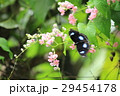 リュウキュウムラサキ Hypolimnas bolina bolina リュウキュウムラサキ Hypolimnas bolina bolina 29454178