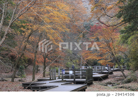 紅葉の清水渓流公園 29454506