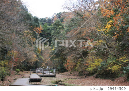 紅葉の清水渓流公園 紅葉の清水渓流公園 29454509