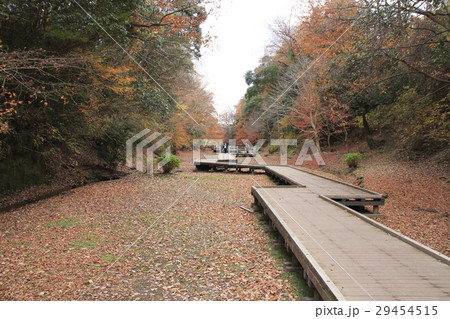 紅葉の清水渓流公園 紅葉の清水渓流公園 29454515