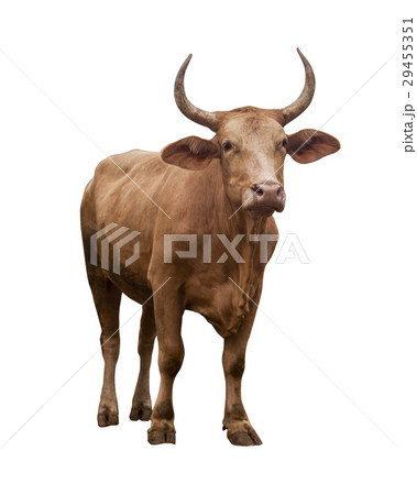 Cow isolated on white Cow isolated on white 29455351