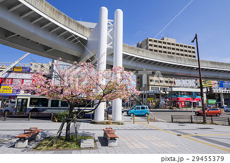 名古屋市東区 大曽根駅前 カワヅザクラ 名古屋市東区 大曽根駅前 カワヅザクラ 29455379