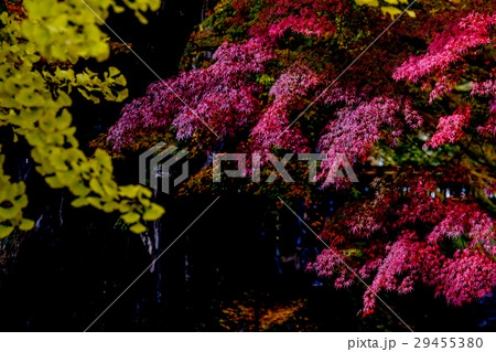 河口湖もみじ回廊 29455380