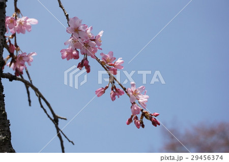 桜 桜 29456374