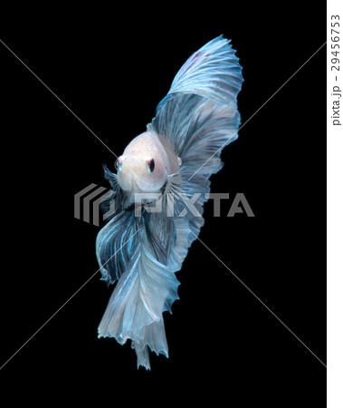 Blue betta fish 29456753