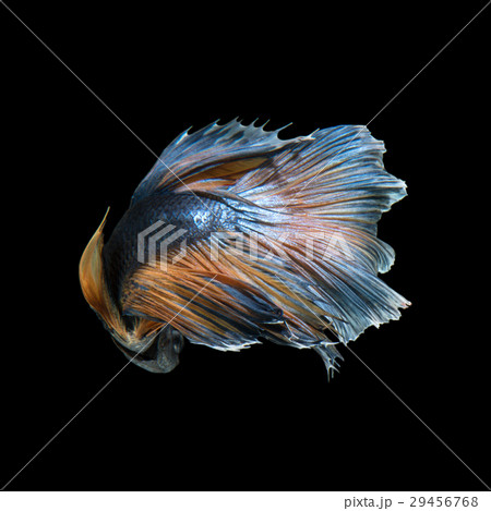 Betta fish 29456768