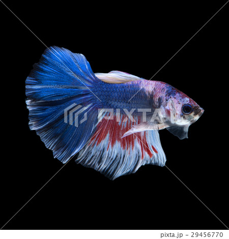 Blue betta fish 29456770
