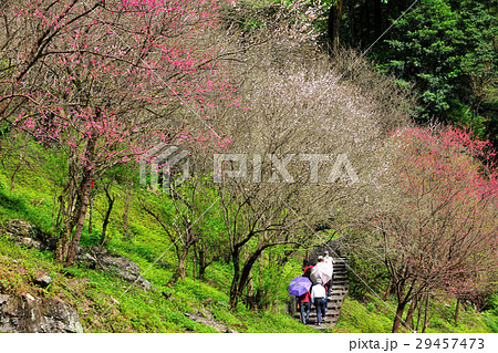 桜 さくら サクラ 29457473