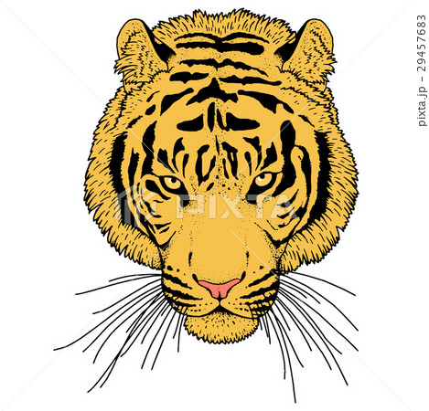 Tiger Head Illustration Vector 29457683