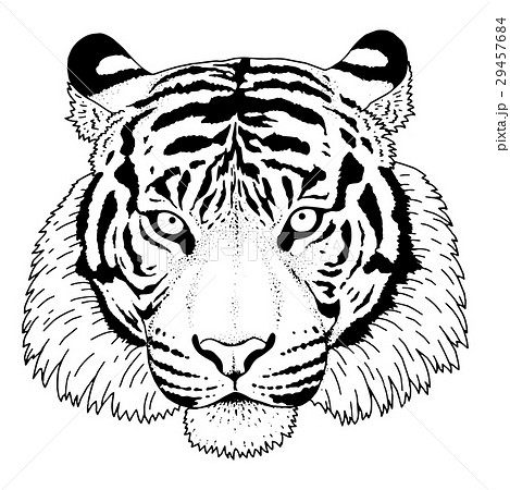 Tiger Head Illustration Vector 29457684
