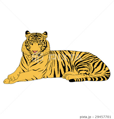 Tiger Head Illustration Vector 29457701