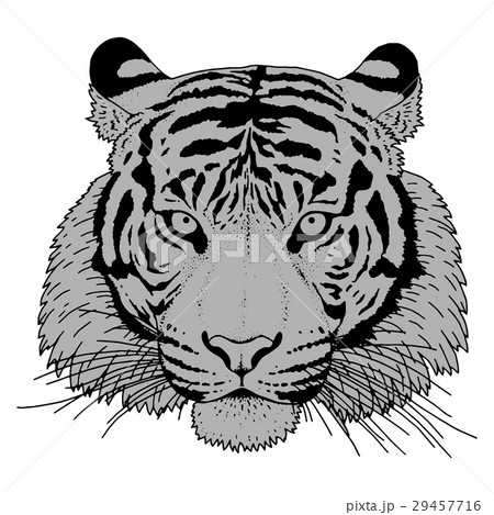 Tiger Head Illustration Vector 29457716